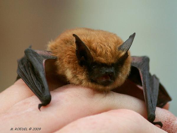 Photo of Myotis californicus by <a href="http://www.flickr.com/photos/madridminer/">Michael Roedel</a>